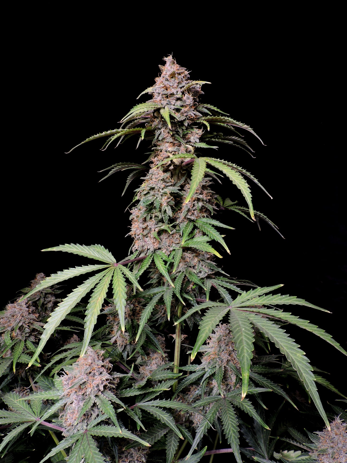 Amnesia Zkittlez -420