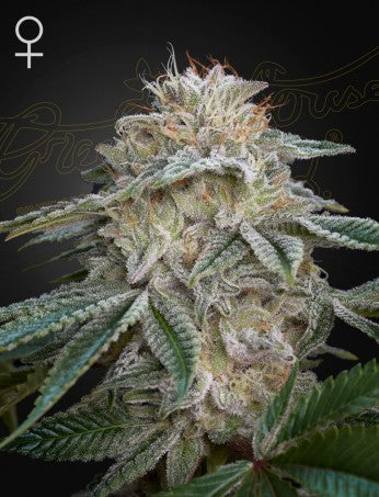 Super Lemon Haze x GMO- Green House Seed Company