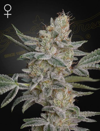 Super Lemon Haze x RS11- Green House Seed Company