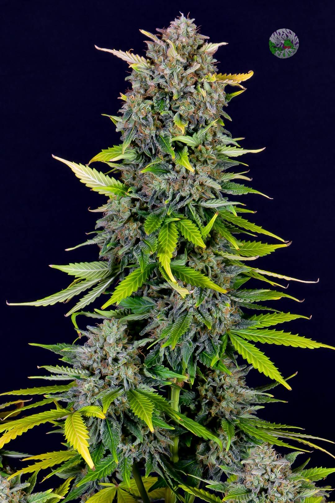 Blue Dream -420