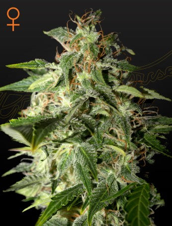 Afgooey- Green House Seed Company