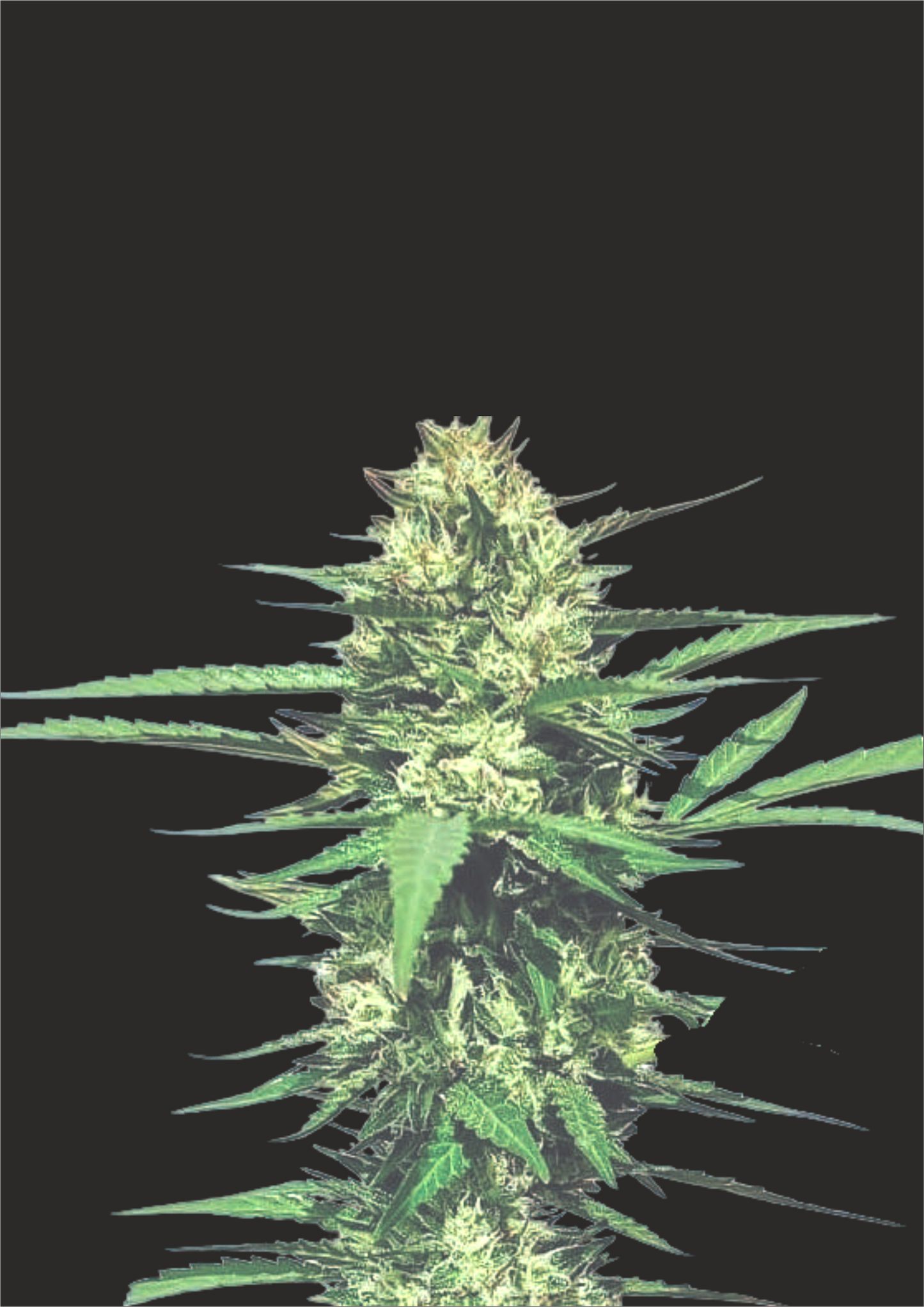 Runtz-Green Vita Organics