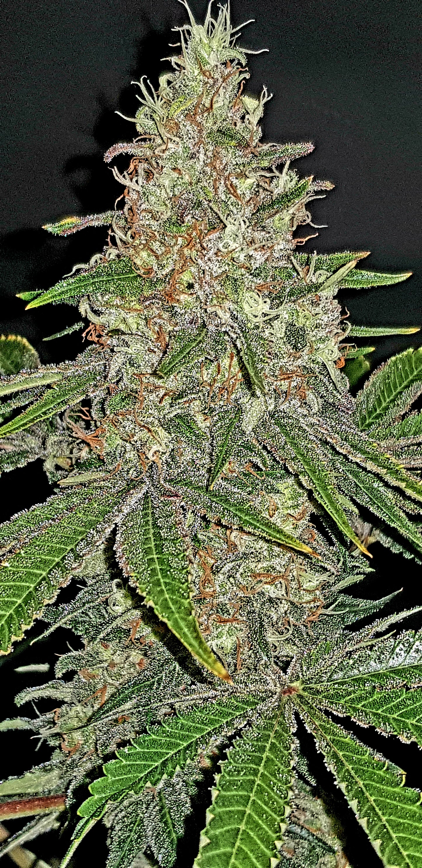 Barney Kid-The Outlaw Seeds