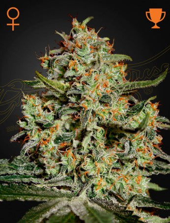Big Bang- Green House Seed Company