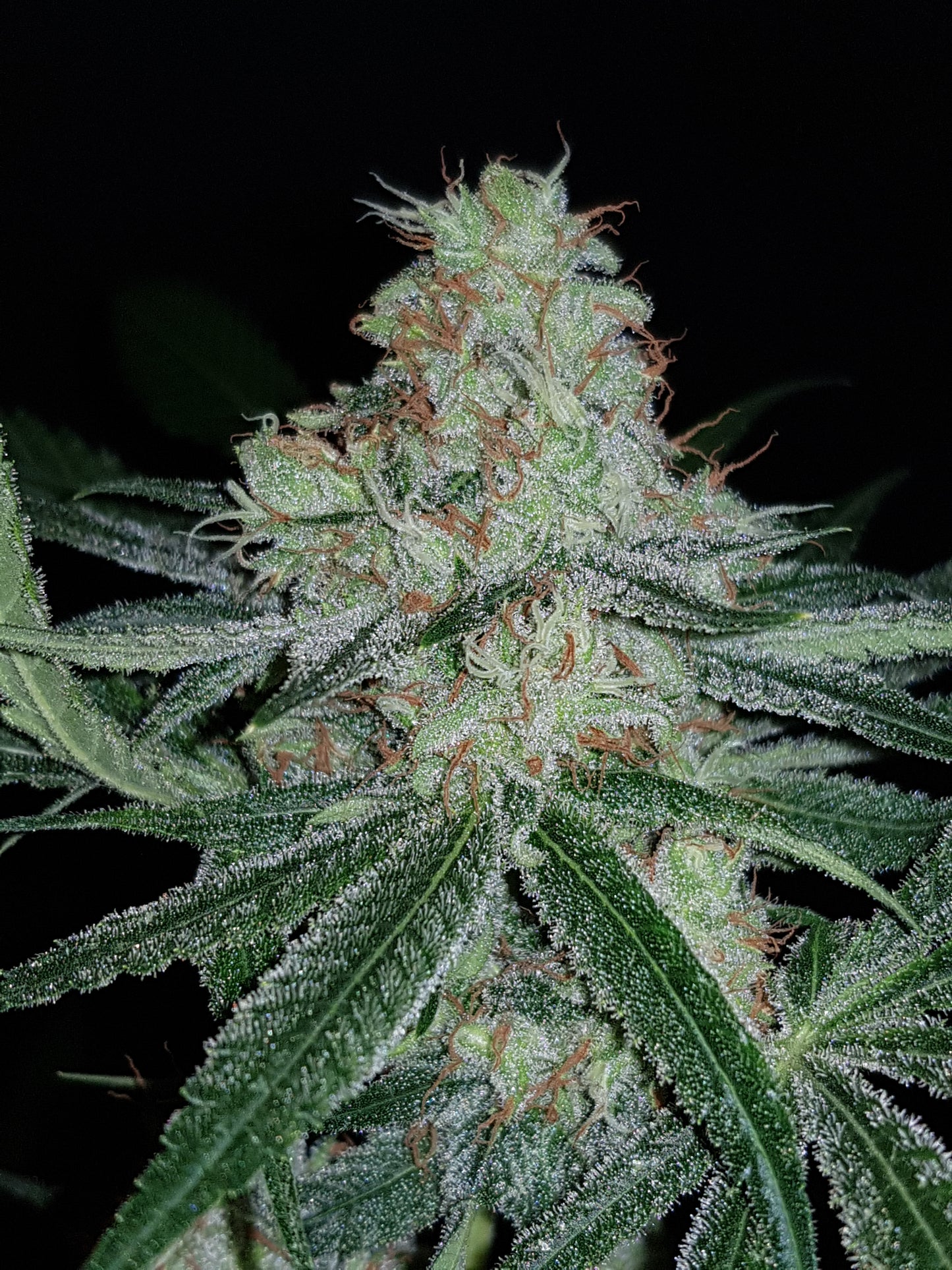 Country Girl-The Outlaw Seeds