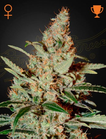 Chemdog- Green House Seed Company