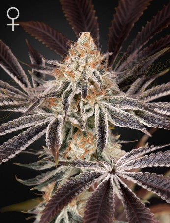 Dark Phoenix- Green House Seed Company