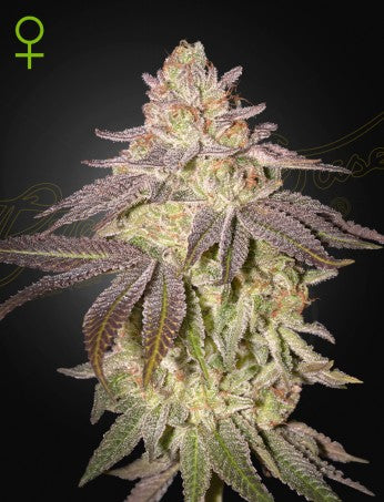 Black Toffee Auto- Green House Seed Company