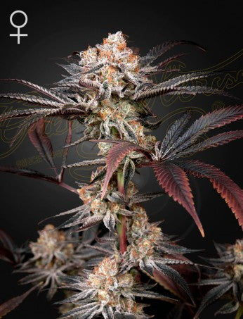 Wonder Pie- Green House Seed Company