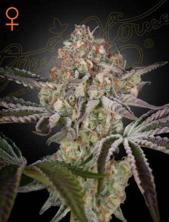 Great White Shark- Green House Seed Company