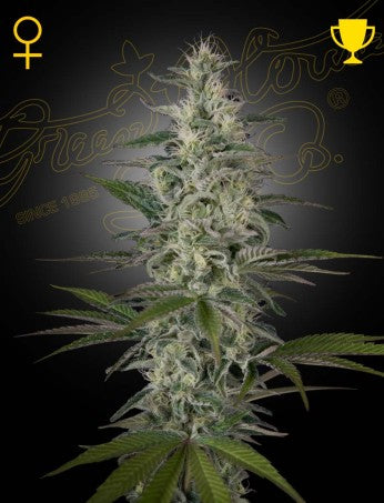 Hawaiian Snow- Green House Seed Company