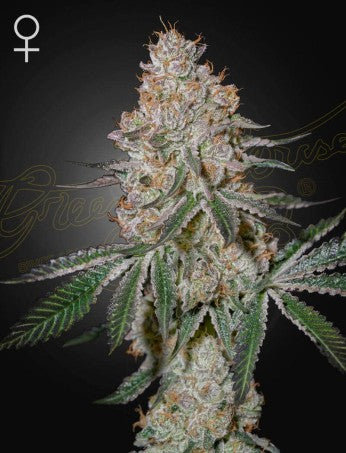 HighCloudz- Green House Seed company