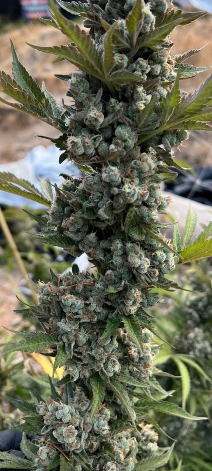 Nicole Kush- Green Vita Organics