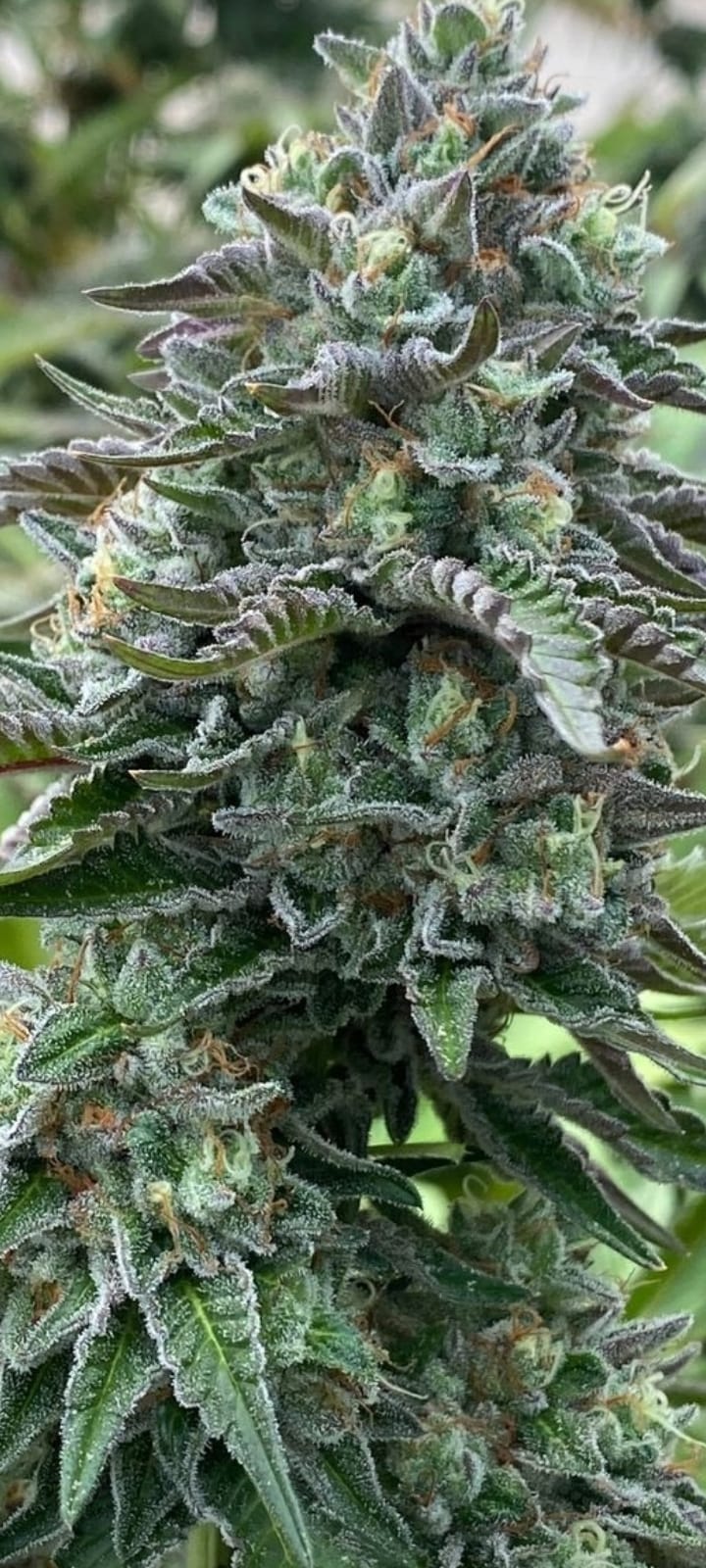 Nicole Kush- Green Vita Organics