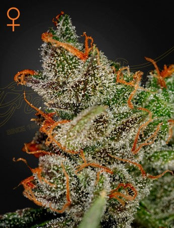 Kings Kush- Green House Seed company