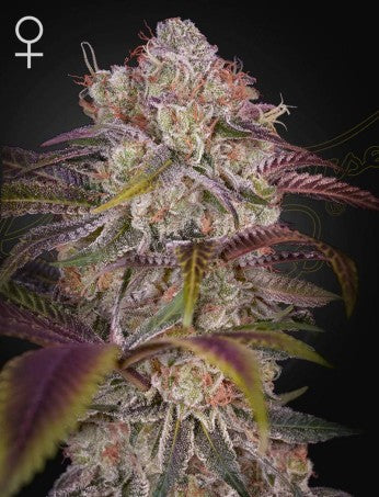 Gran Jefa- Green House Seed Company