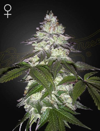 Milky Dreams- Green House Seed Company
