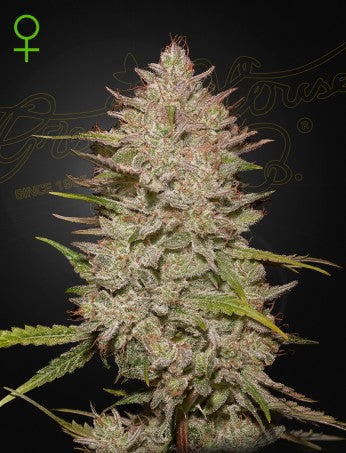 Chemical Candy Auto- Green House Seed Company