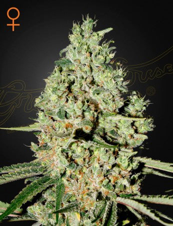 Super Critical- Green House Seed Company