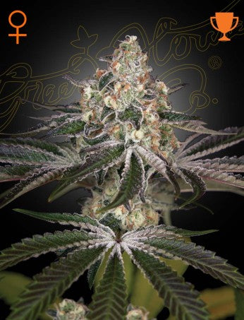 White Widow- Green House Seed Company