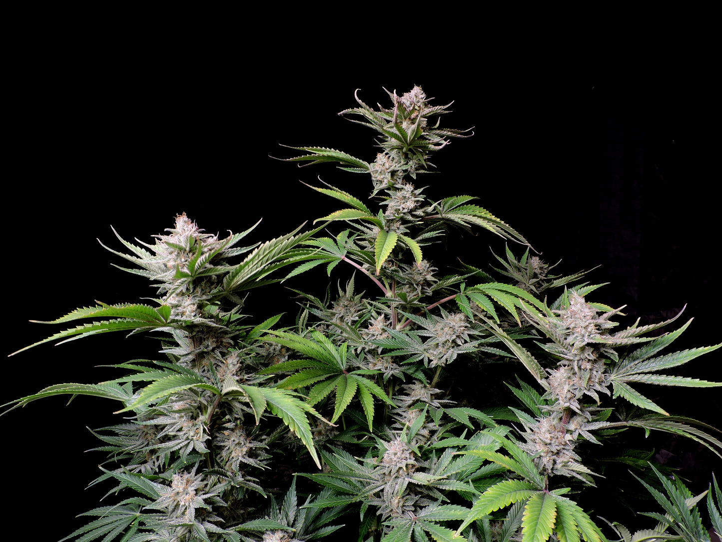 Cherry Cola -420