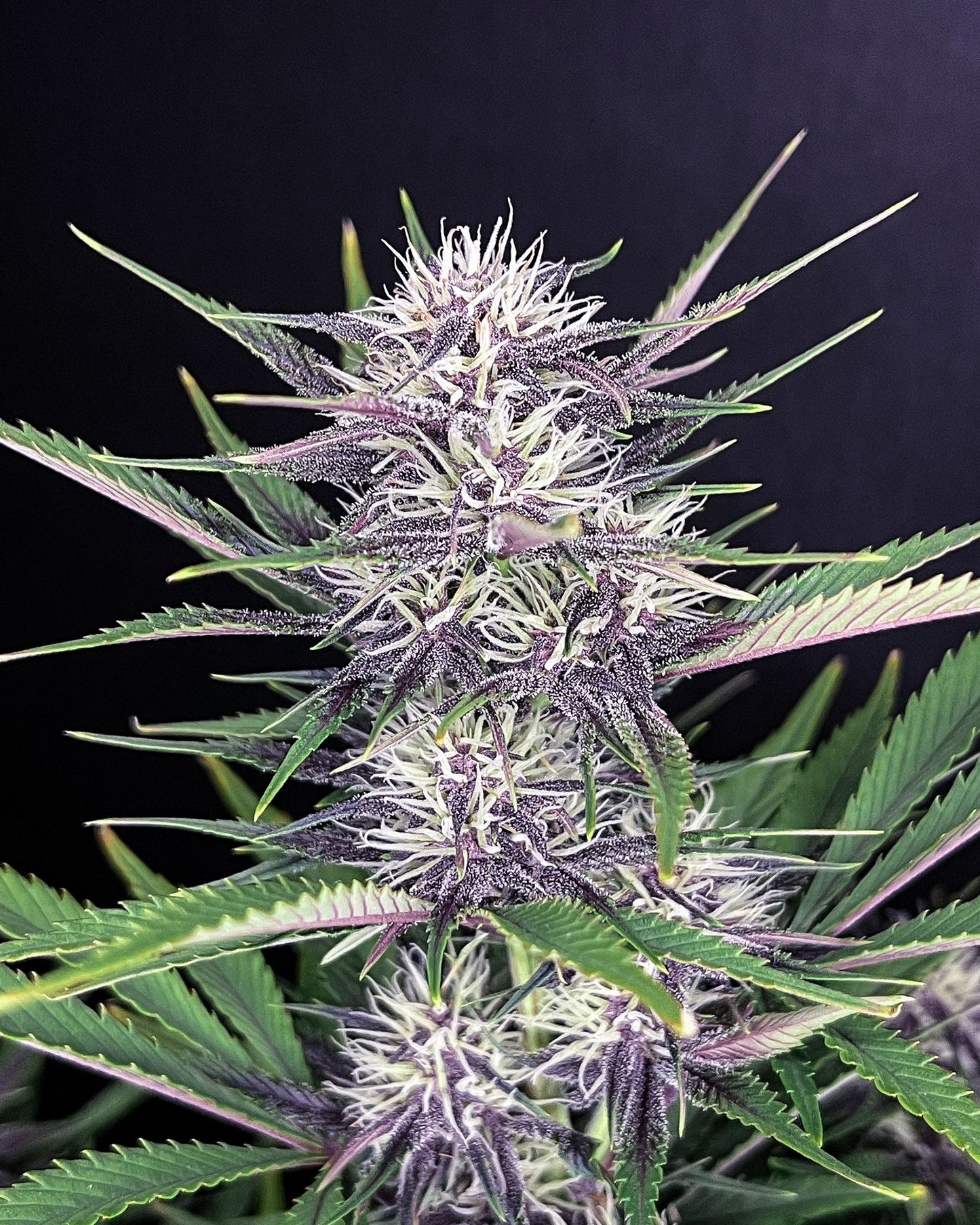 Banana Purple Punch -420